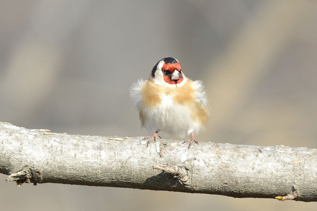 Cardellino infreddolito